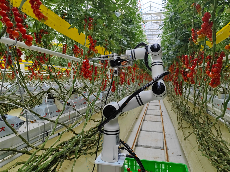 Intelligente pluk UGV (rups-type)